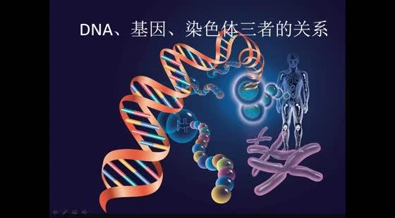 初二复习dna,基因,染色体的关系