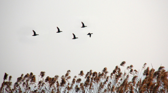 各个古琴派别的古琴名家免费教学视频合集