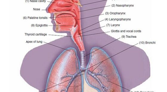 7章&nbsp;呼吸系統(tǒng)