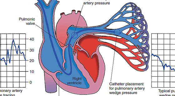 60章&nbsp;心血管系統(tǒng)