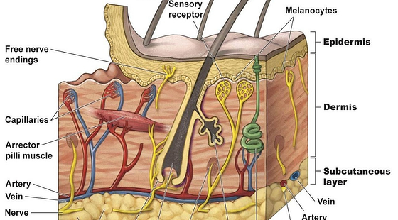 添翼ISPN/RN&nbsp;2017暑假班詞匯課&nbsp;第四章&nbsp;Integumentary&nbsp;System&nbsp;表皮系統(tǒng)