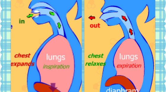 添翼ISPN/RN&nbsp;2017暑假班詞匯課&nbsp;第五章&nbsp;respiratory&nbsp;System&nbsp;呼吸系統(tǒng)