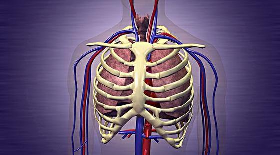 2018年寒假班&nbsp;英語醫(yī)學術(shù)語&nbsp;第五章&nbsp;呼吸系統(tǒng)