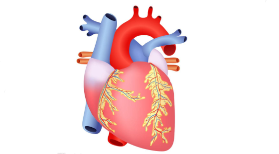 2017-2018年度醫(yī)學(xué)詞匯課&nbsp;第十章&nbsp;心血管、免疫、淋巴系統(tǒng)和血液