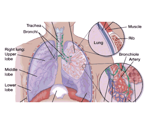 添翼2017-2018年ISPN/RN專業(yè)課54章&nbsp;呼吸系統(tǒng)