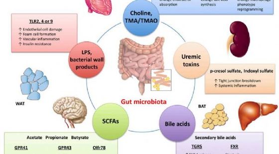 添翼2018-2019&nbsp;ISPN/RN&nbsp;專業(yè)課&nbsp;第62章&nbsp;成人神經(jīng)系統(tǒng)疾病