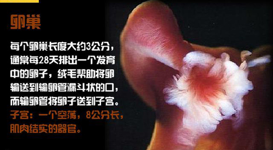 添翼2020-2021ISPN/RN專業(yè)課&nbsp;第24章&nbsp;生殖系統(tǒng)